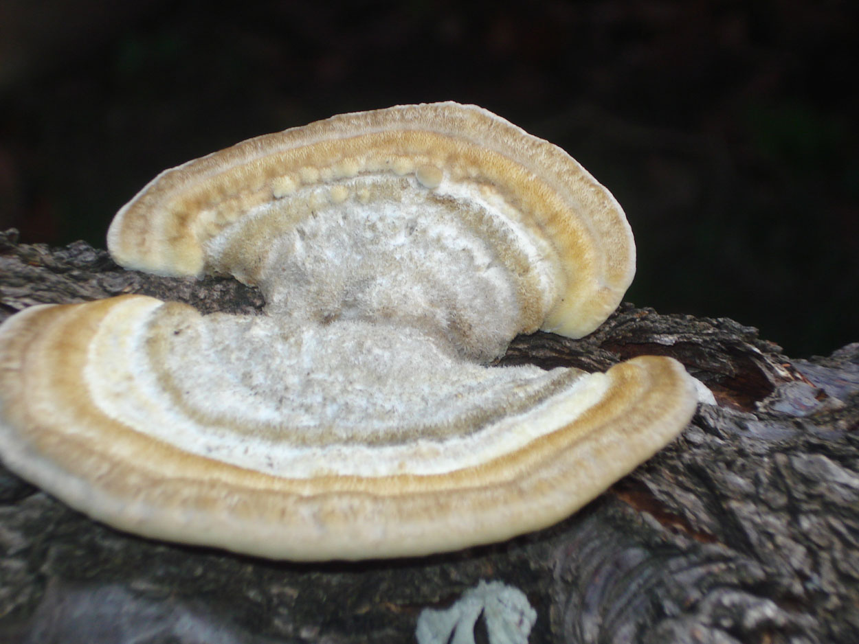 strano fungo (Trametes hirsuta)
